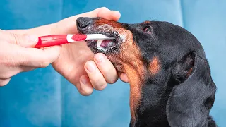 Brush My Teeth If You Can! Cute & funny dachshund dog video!