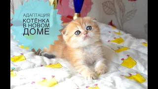 Адаптация котёнка в новом доме. Советы и рекомендации.