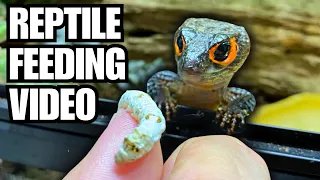 HAND FEEDING MY MINI DRAGONS! GECKOS, TURTLES, FROGS AND MORE! SILKWORM FEEDING VIDEO