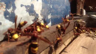 Hornets attacking beehive. Avispones atacando colmena, Des frelons attaquent une ruche  الدبوروالنحل