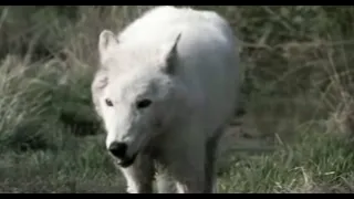 Lobo in Love | Lobo | The Wolf That Changed America | BBC Earth