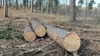 Logging Huge northern Minnesota Red Pine.