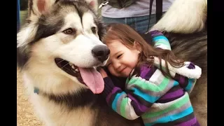 Adorable Alaskan Malamute playing with kids Amaizng Video ! Dogs With babies