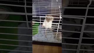 Rat escapes!!