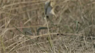 Frog that hunts dragonflies attacked by grass snake  / Ringelnatter packt libellenjagenden Frosch
