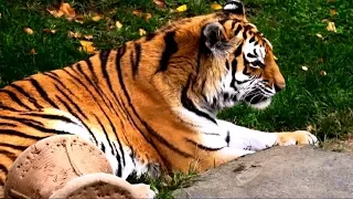 ZOO360 Animal Exploration Trails