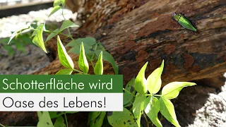 Schottergarten - Umwandlung eines Lichthofs in ein Insektenparadies