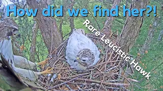 Incredible Story Angel the Leucistic Red-tailed Hawk!