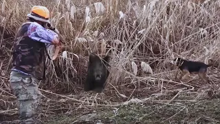 Anadolu'nun Güneyinde Muhteşem bir Domuz avı  / wild boar hunting