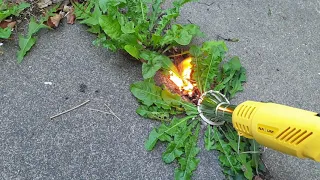 Weeds Begone | Using a weed burner for the first time | Garden work