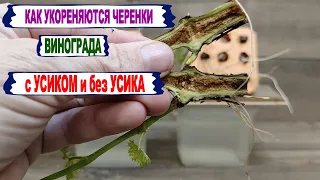 🍇 Вот ЧТО будет, если ТАК подрезать ЧЕРЕНКИ ВИНОГРАДА перед укоренением. УСИК на нижнем узле или НЕТ