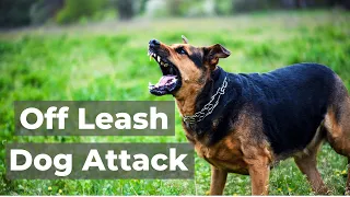 Off Leash Dog Attack: Dogs and the Law