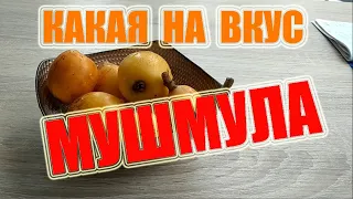 Какая на вкус мушмула Плоды мушмулы Дегустация мушмула Аланья Турция Эриоботрия японская Мушмула