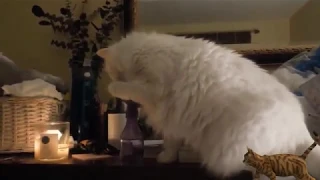 호기심 많은 고양이 대 양초 Curious Cats vs Candles Compilation