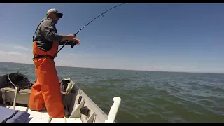 Big Fish 2, This is the fish that Broke the Rig in Half.. Delaware Bay, Monster!!