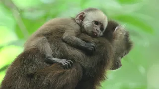 Tejiendo bosques en el Magdalena Medio para rescatar hábitats amenazados