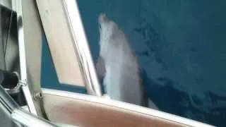 встреча с дельфином