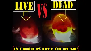 HOW CAN U DECIDE WHATEVER CHICK INSIDE THE SHELL IS LIVE OR DEAD THROUGH CANDLING AND CAN REMOVE...