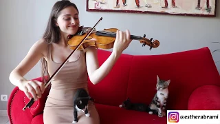 Kitten's Reaction To Me Playing The Violin!