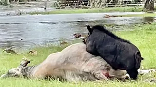 Massive Wild Boar Takes Down a Cow During *Hurricane Ian* (Craziest Thing I’ve Ever Seen)
