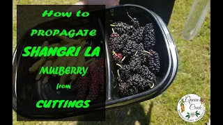 How To Propagate Shangri La Mulberry fruit tree from Cuttings