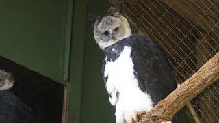 Harpy Eagles Are So Huge They’re Mistaken For Humans in Costume