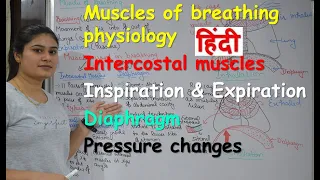 Muscles of breathing in Hindi | External and Internal Intercostal muscles | pressure changes