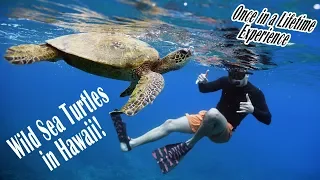 Swimming with Sea Turtles in Hawaii!