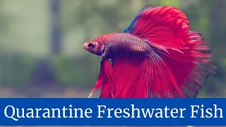 How to Tell How Old a Betta Fish Is || How to know betta fish age || How to find betta fish age