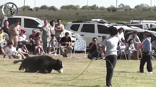 Enlazada de ternero por joven campero Parte 2 en Estancia San Juan Abril 2023 Feliciano (Entre Rios)