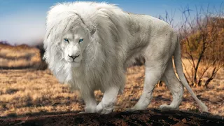 8 Most Unique Lions On Earth