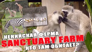 Кения. SANCTUARY FARM, зебры, жирафы, антилопы, обезьяны, пеликаны охотятся на рыбу бригадой!