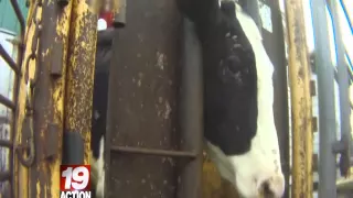 DAIRY FARMER CHANGES HIS STORY ON SHOCKING HIDDEN CAMERA INVESTIGATION