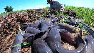 amazing HAND fishing! catch a lots of catfish under water at field by best hand a fisherman