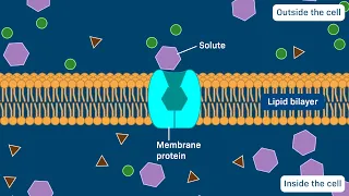 Carrier proteins: Uniporters, Symporters, and Antiporters