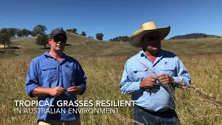 Drought Hardy Tropical Pastures – Getting it Right in the Upper Hunter