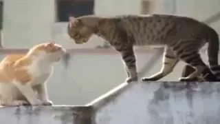 Смешные кошки 2015 Март - Funny cat videos 2015 March # 22