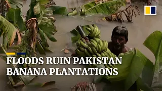 Banana farmers suffer devastating loss amid record flooding in Pakistan