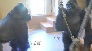 Taut with Tension Between a Huge Silverback Gorilla & His Son | The Shabani Group