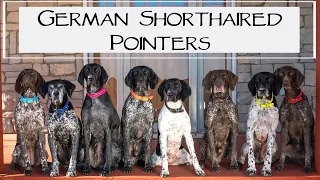 6 Reasons To Love German Shorthaired Pointers