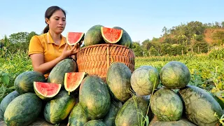 Harvesting Watermelon Goes to Market sell - Complete the Melon Rig - Gardening | Tran Thi Huong