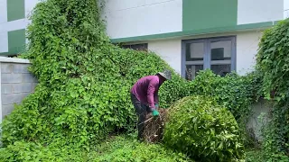 shock - the grass has overgrown in the backyard of the million-dollar mansion