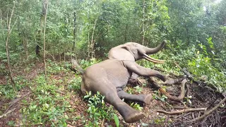 Elephant Wake Up