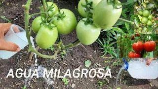 ¡AGUA MILAGROSA! Potente Abonó Casero para tus plantas ¡Nunca mas lo tiraras ( La Huerta En El Cam)