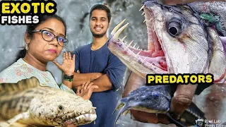 மிரட்டலான மீன்களை அசால்ட்டாக வளர்க்கும் இளைஞர் | Predator Fishes