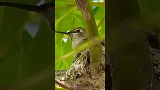 This Anna’s hummingbird is constructing a nest on the camphor tree. It was collecting cobwebs.part 1