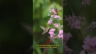 Cuba's Little Treasures: The Incredible Bee Hummingbird #shorts