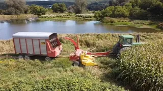 Chopping Corn...So We Thought