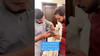 Wing Clipping of grey Parrot by team Aliyan Vets