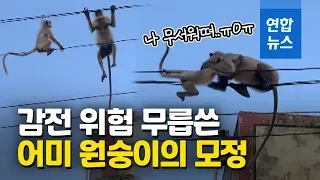 고압 전선에 매달린 새끼원숭이...감전 위험 감수한 어미의 모정 / 연합뉴스 (Yonhapnews)